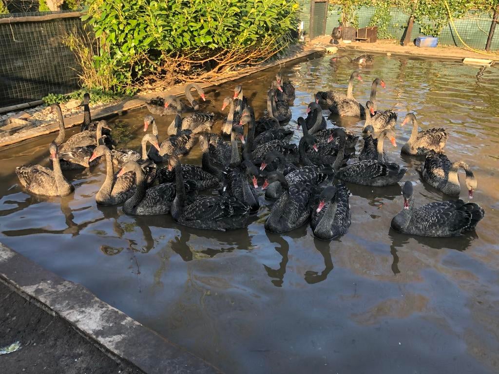 GEZOCHT ZWARTE ZWANEN, Dieren en Toebehoren, Pluimvee, Meerdere dieren, Gans of Zwaan