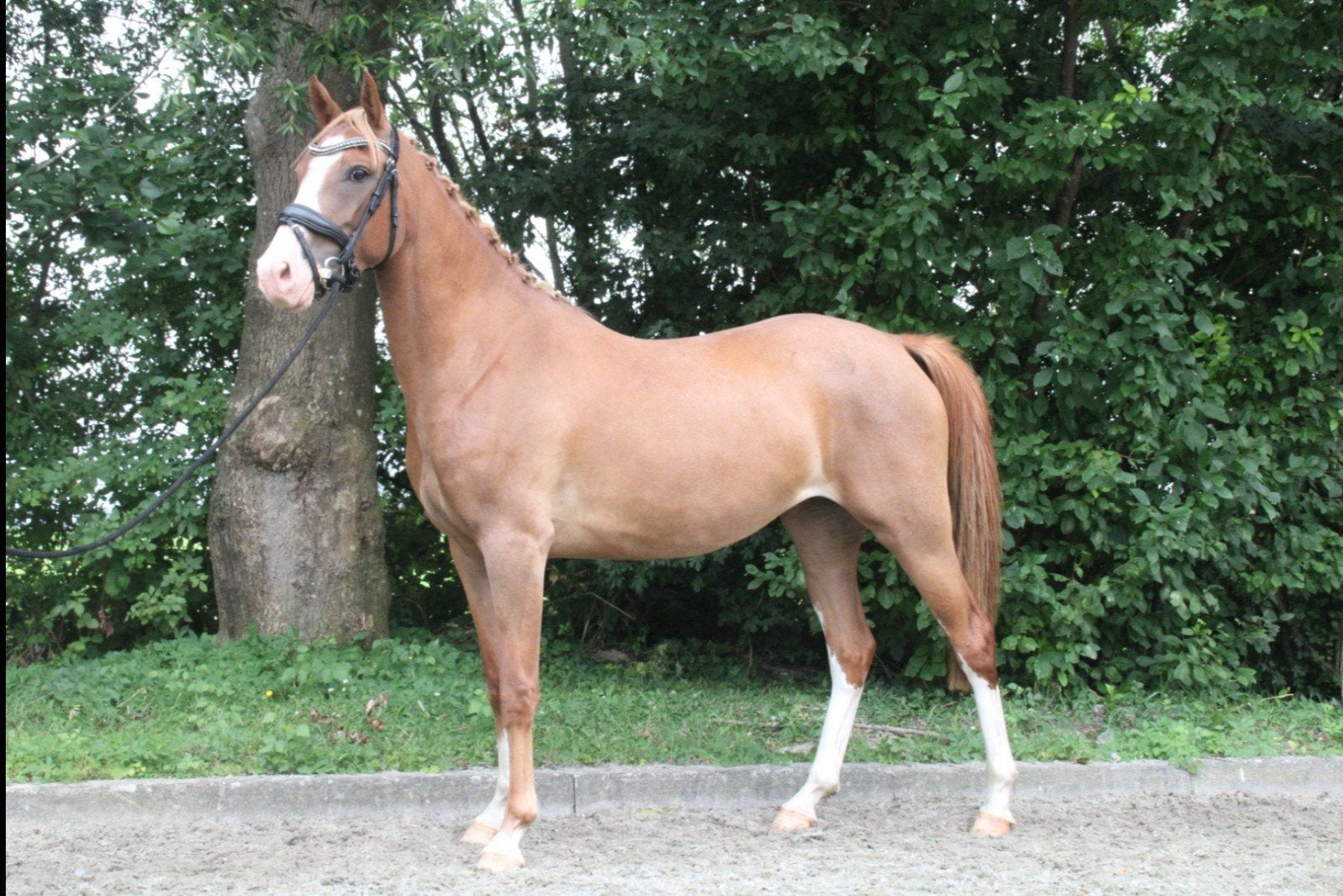 3jr eyecatcher d pony, Dieren en Toebehoren, Pony's, Merrie, 3 tot 6 jaar