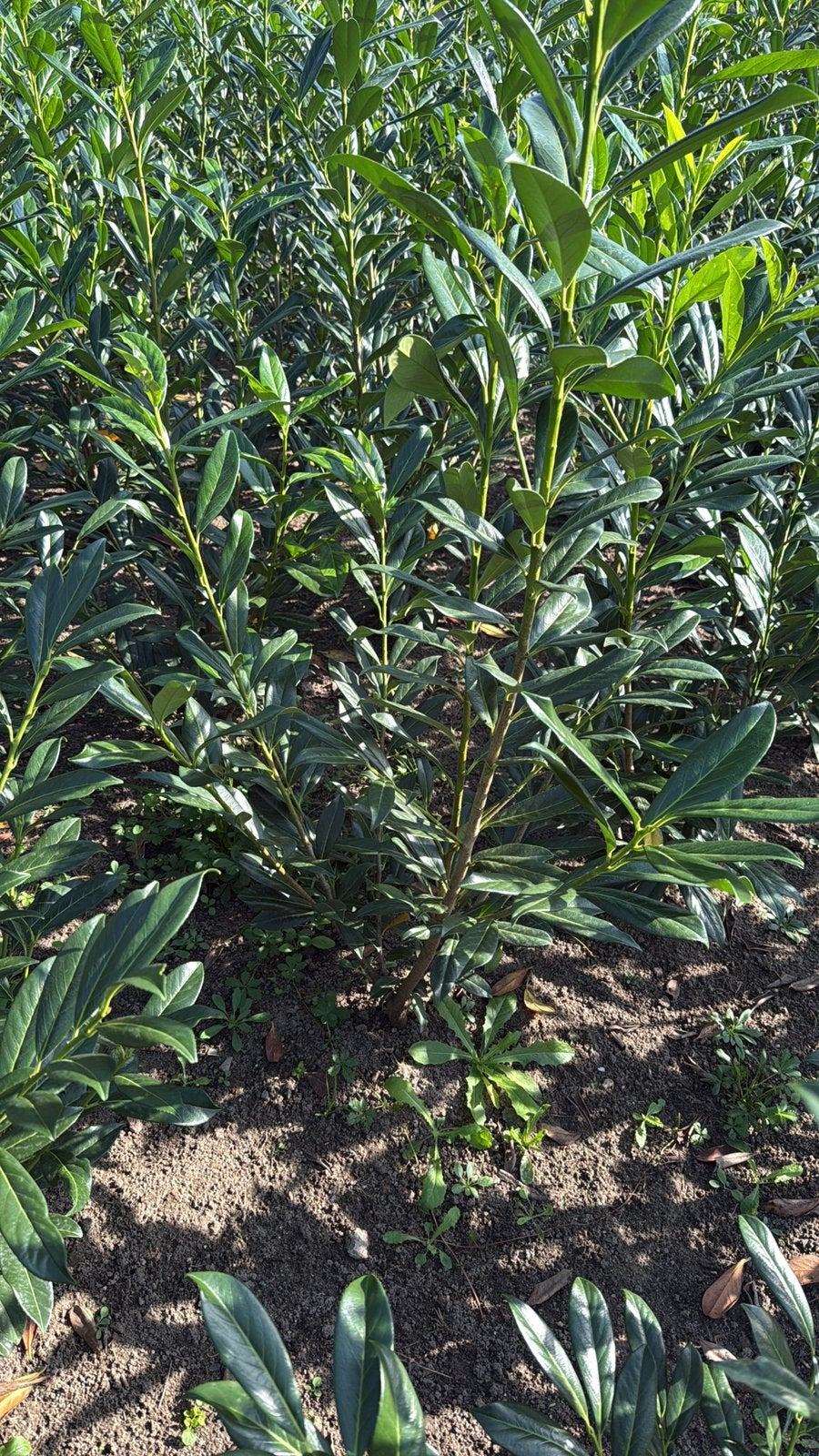 Prunus caucasica laurier, Ophalen, Laurier, Minder dan 100 cm
