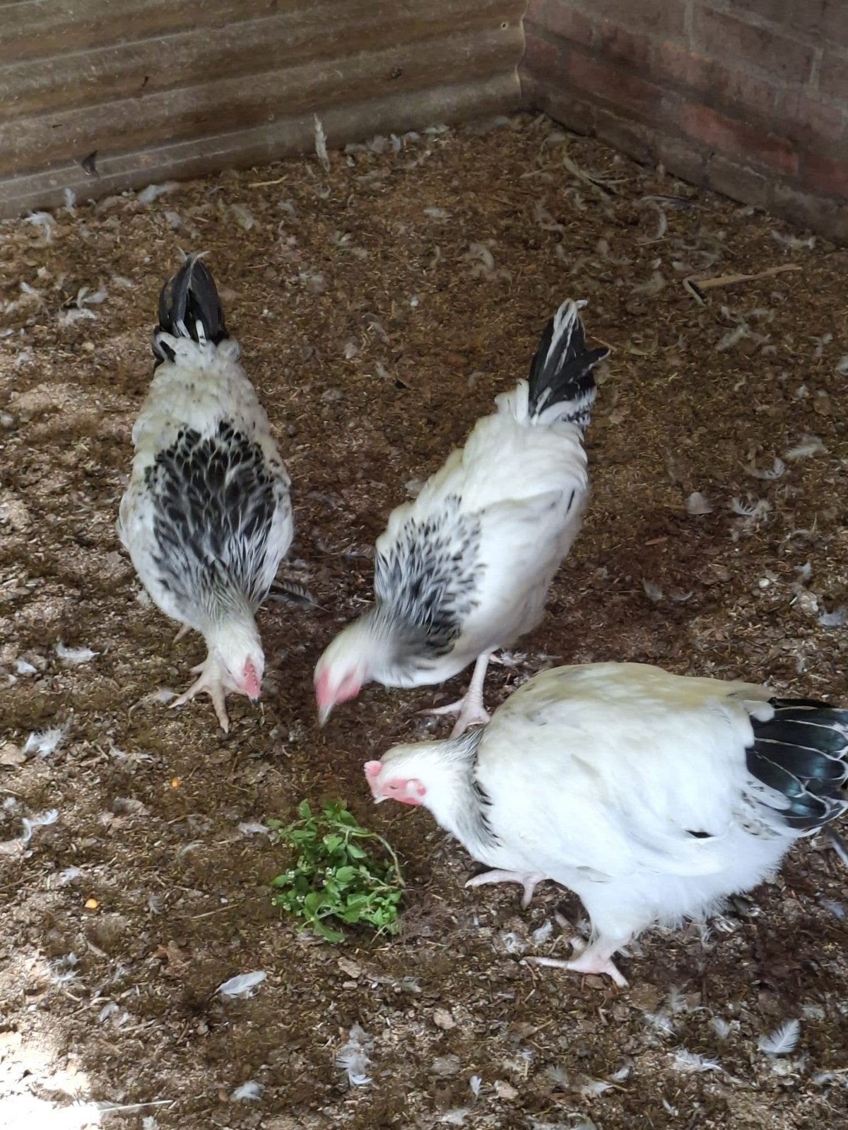 Sussex columbia hanen te koop, Dieren en Toebehoren, Mannelijk, Kip
