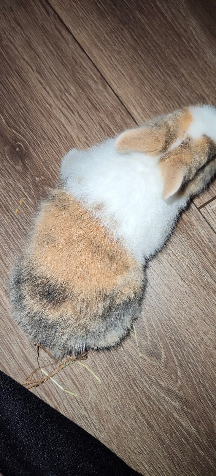 konijntje, Dieren en Toebehoren