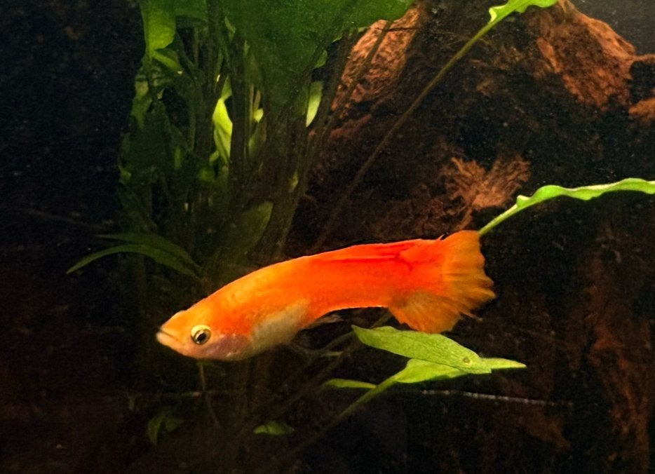 Oranje guppy, Dieren en Toebehoren, Vis