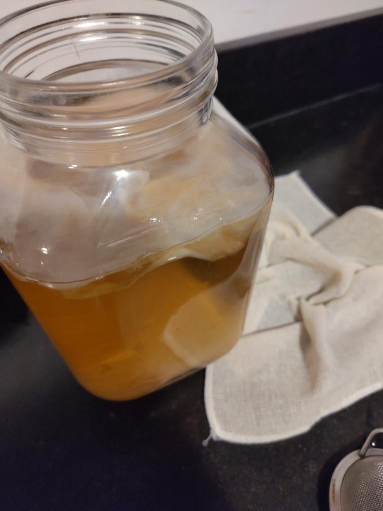 Kumbucha zwam, Ophalen
