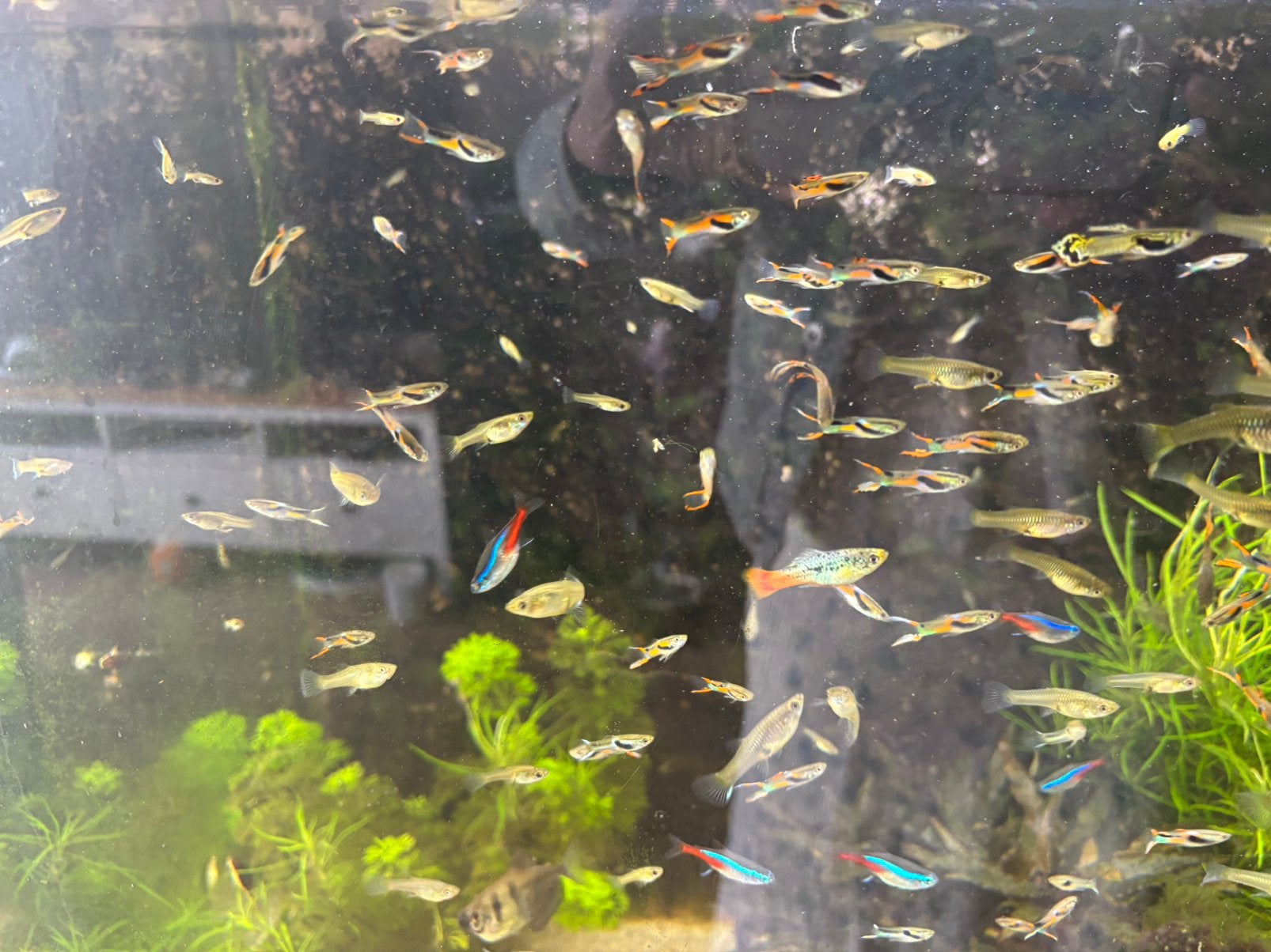 Endler gup mix 20 voor 12,50 40 voor 20 euro, Dieren en Toebehoren, Vissen | Aquariumvissen, Vis