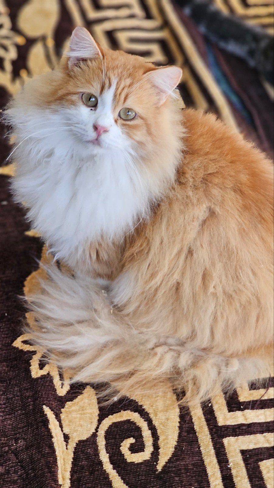 allerliefste garfield wil een baasje, Kater, Gechipt, 0 tot 2 jaar