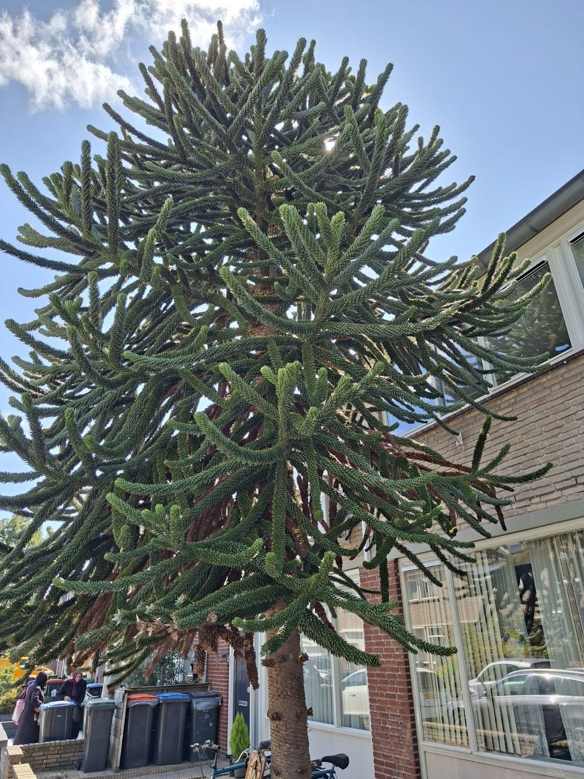 Gratis apenboom (Araucaria araucana) - zelf uitgraven, Tuin en Terras, Planten | Bomen, Bloeit niet, Overige soorten, 400 cm of meer