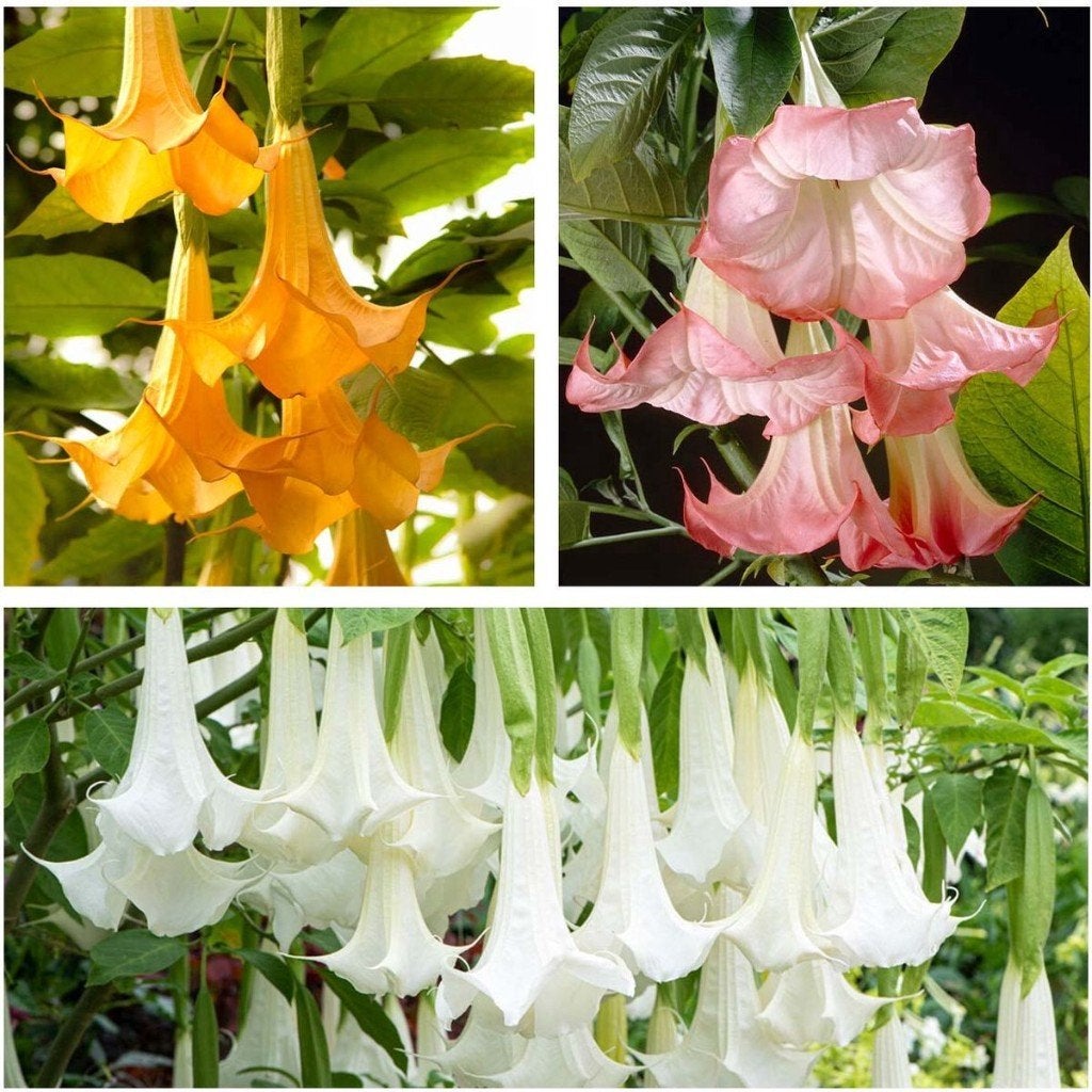 trompetplant of brugmansia, Vaste plant, Halfschaduw, Zomer, Ophalen
