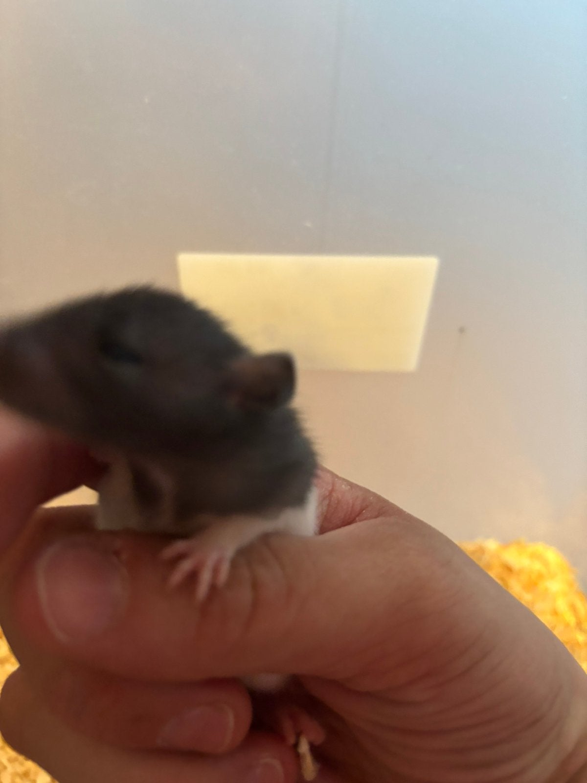 Jongen rattjes, Dieren en Toebehoren, Knaagdieren, Rat, Juli, Meerdere dieren, Tam