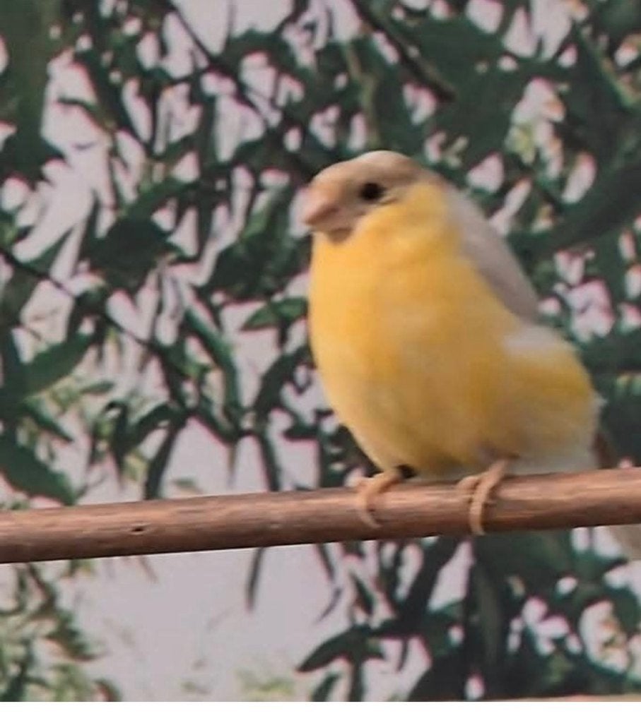 Goudvink, Mannelijk, Wildzangvogel, Geringd