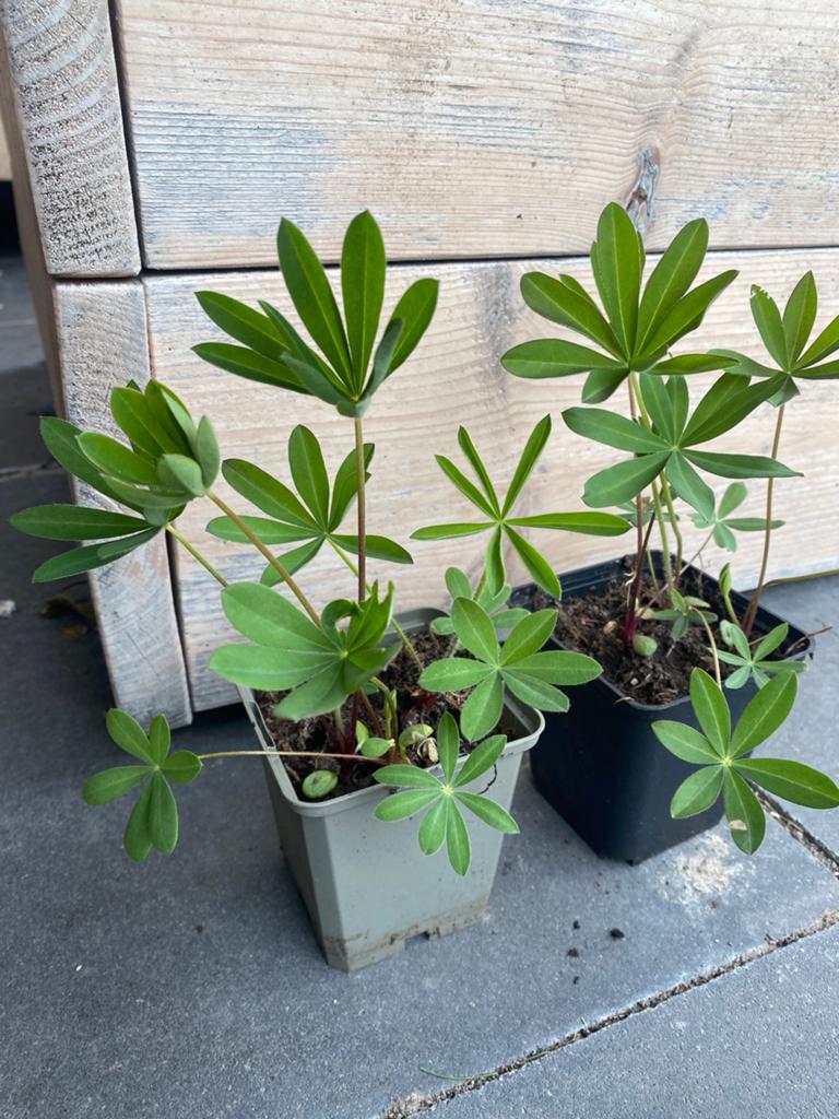Lupine planten, Tuin en Terras, Planten | Tuinplanten, Ophalen, Zomer, Overige soorten, Volle zon