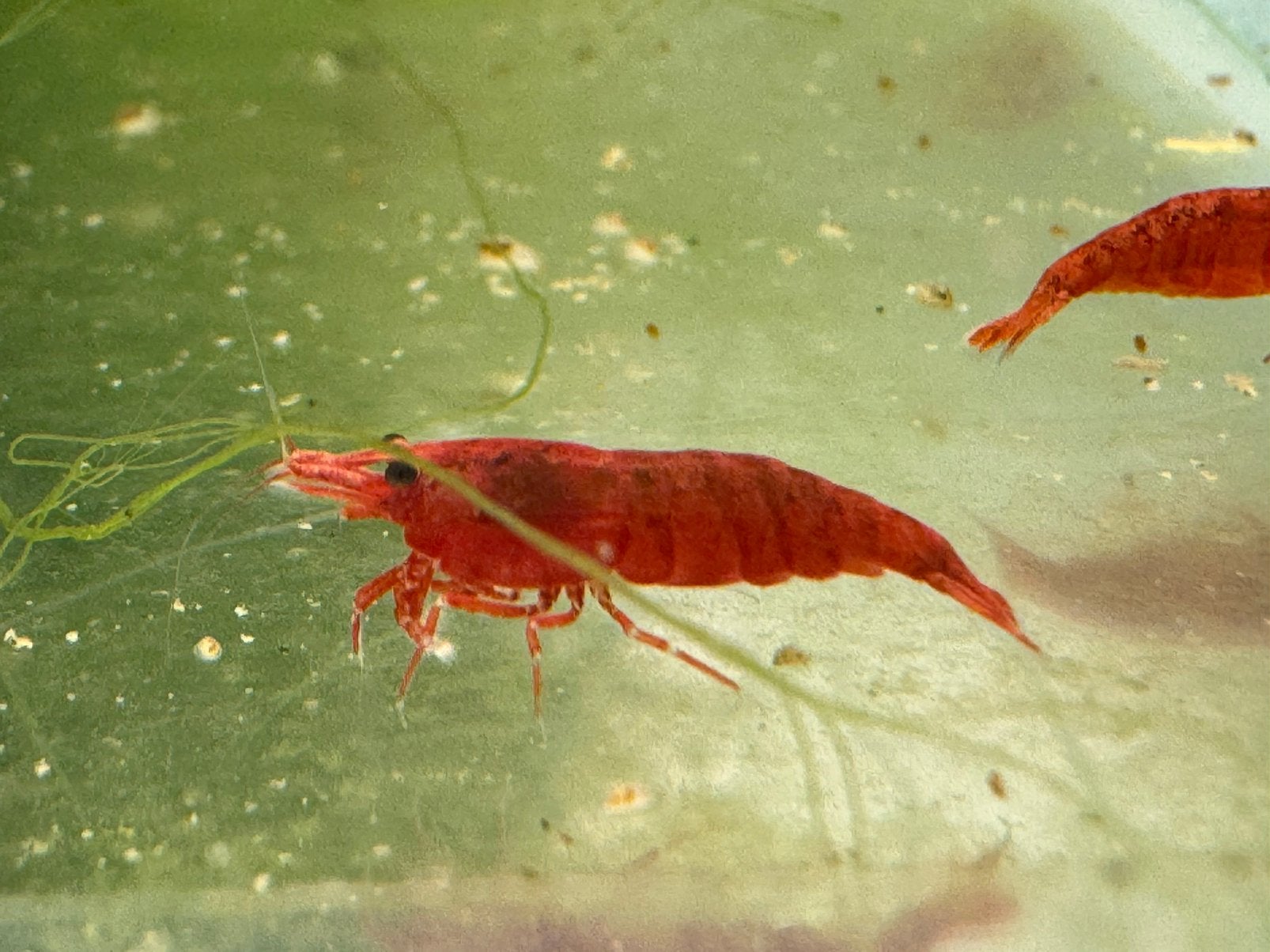 Red Cherry Shrimp | Neocaridina Garnaalen, Kreeft, Krab of Garnaal