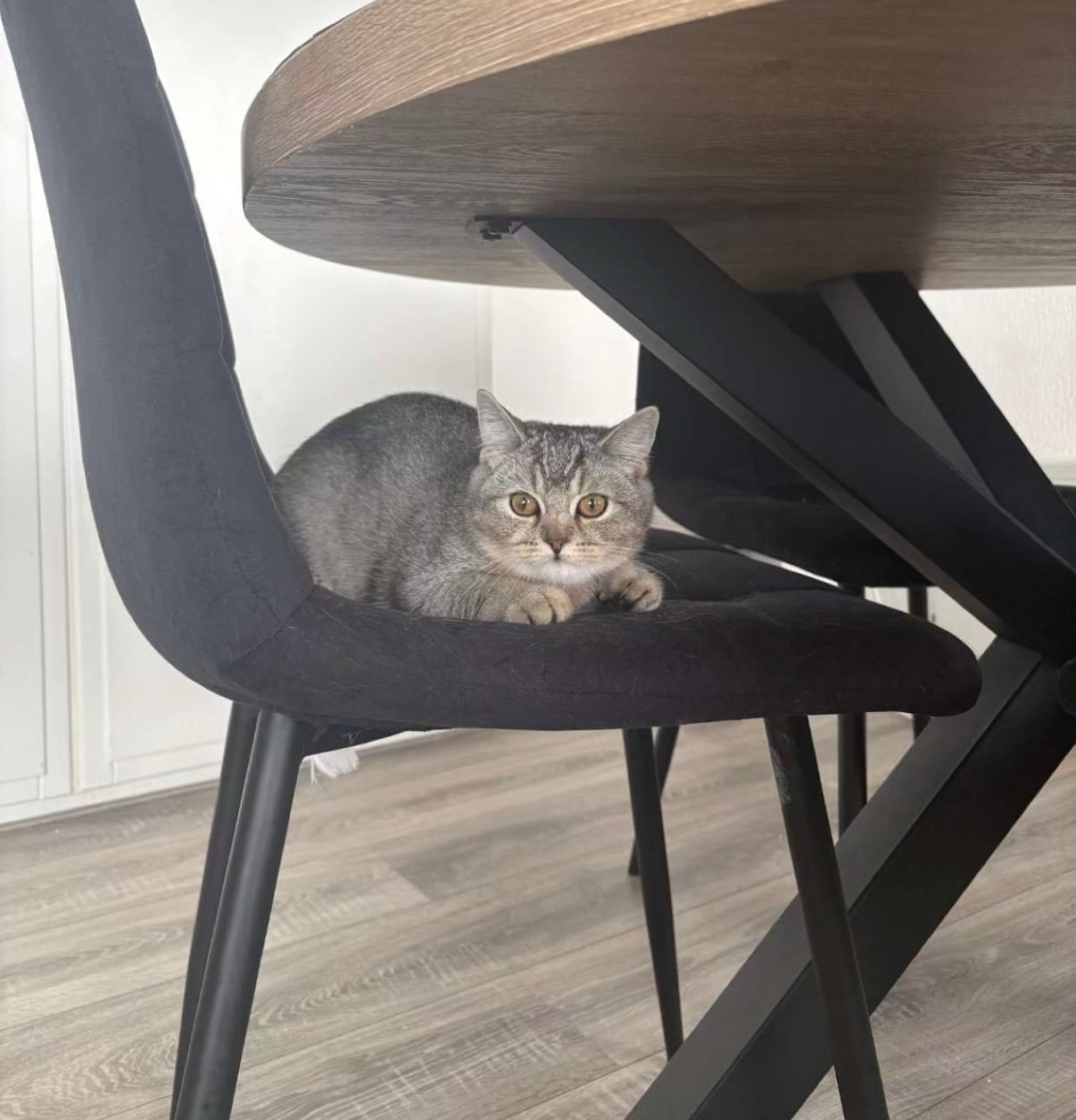 Britse korthaar & langhaar, Poes, Kortharig, 0 tot 2 jaar