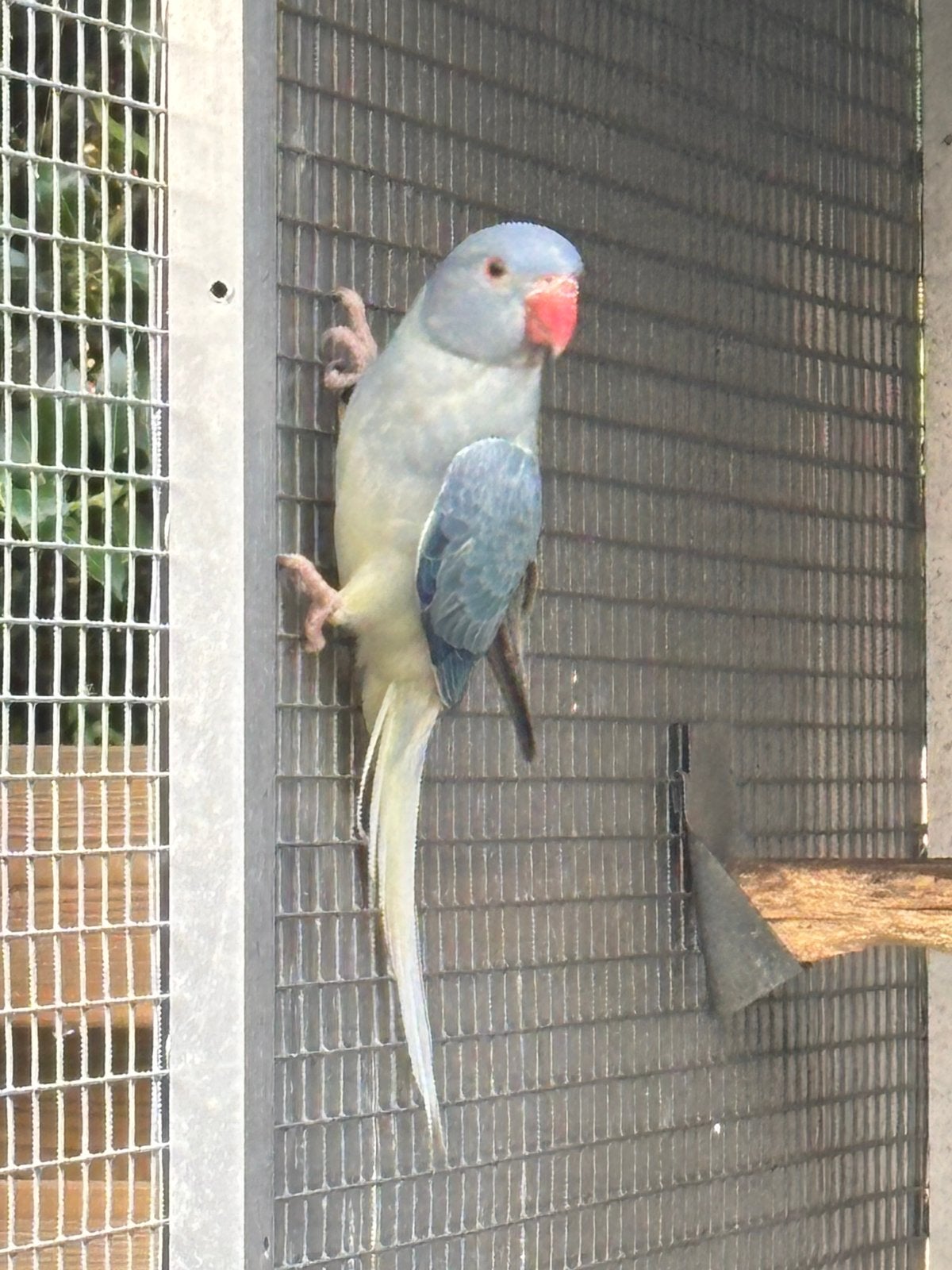 Halsbanden violet opalin bl x aqua violet opaline bl 2026, Meerdere dieren, Parkiet, Geringd