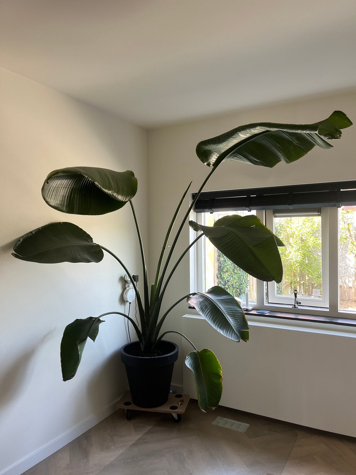Grote Strelitzia Nicolai (paradijsvogelplant), Ophalen, Overige soorten, In pot, Bloeiende kamerplant