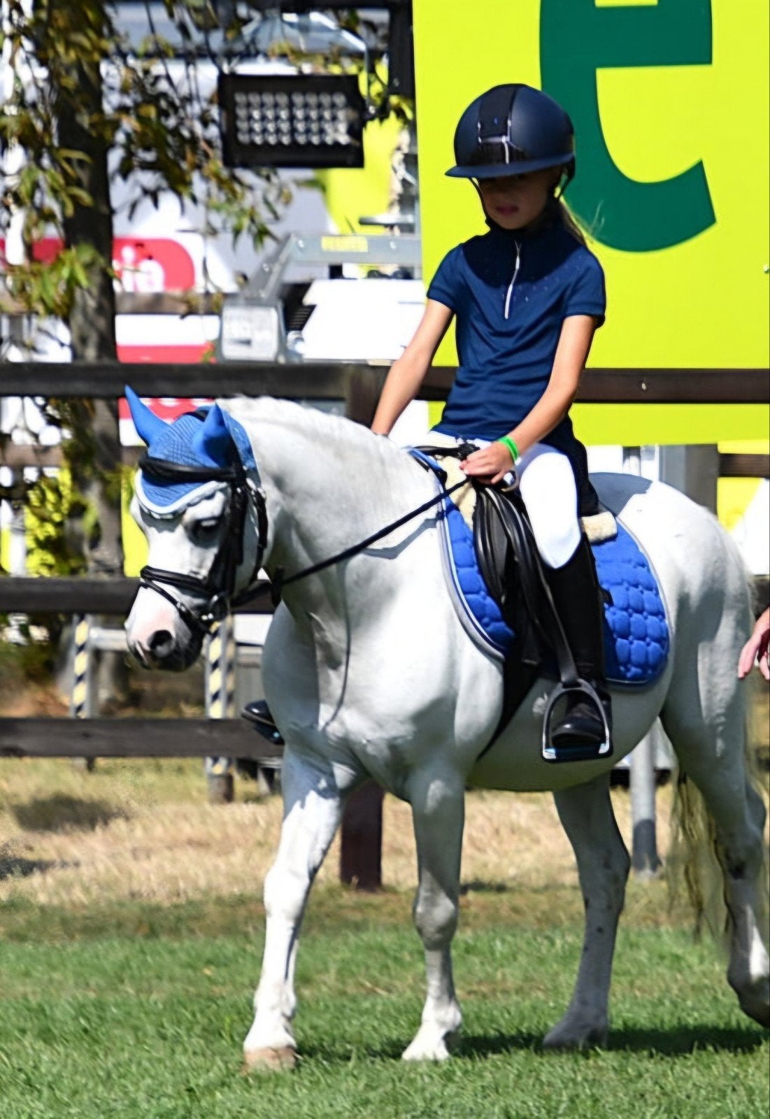 Lieve, knappe welsh ruin, Dieren en Toebehoren, Ruin, A pony (tot 1.17m), 11 jaar of ouder