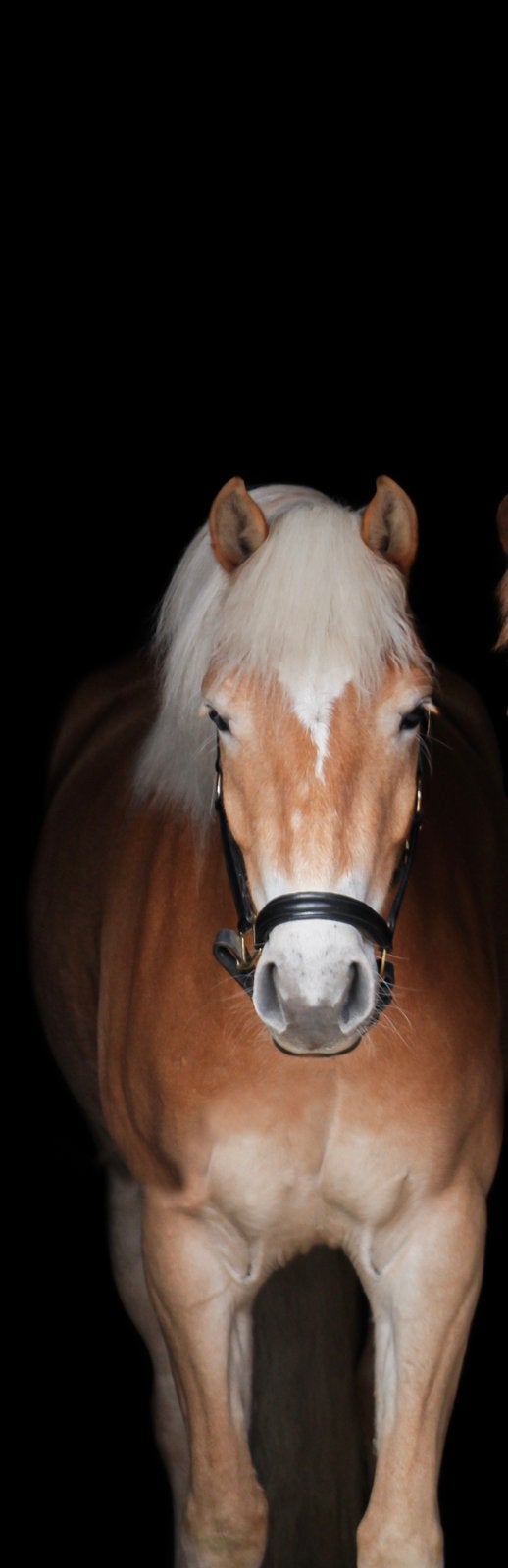 Prachtige lieve haflinger merrie, Met stamboom, B, 3 tot 6 jaar, Recreatiepony