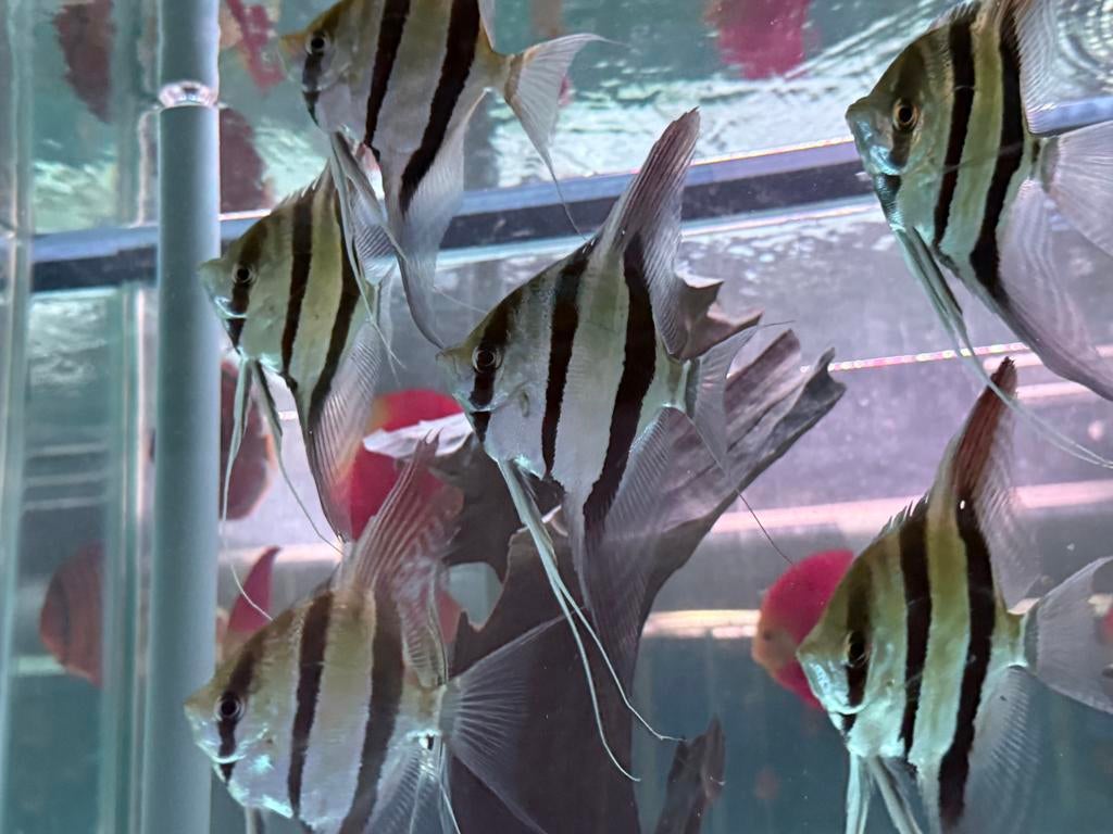 Altum orinoco pterophyllum altum groot, Vis