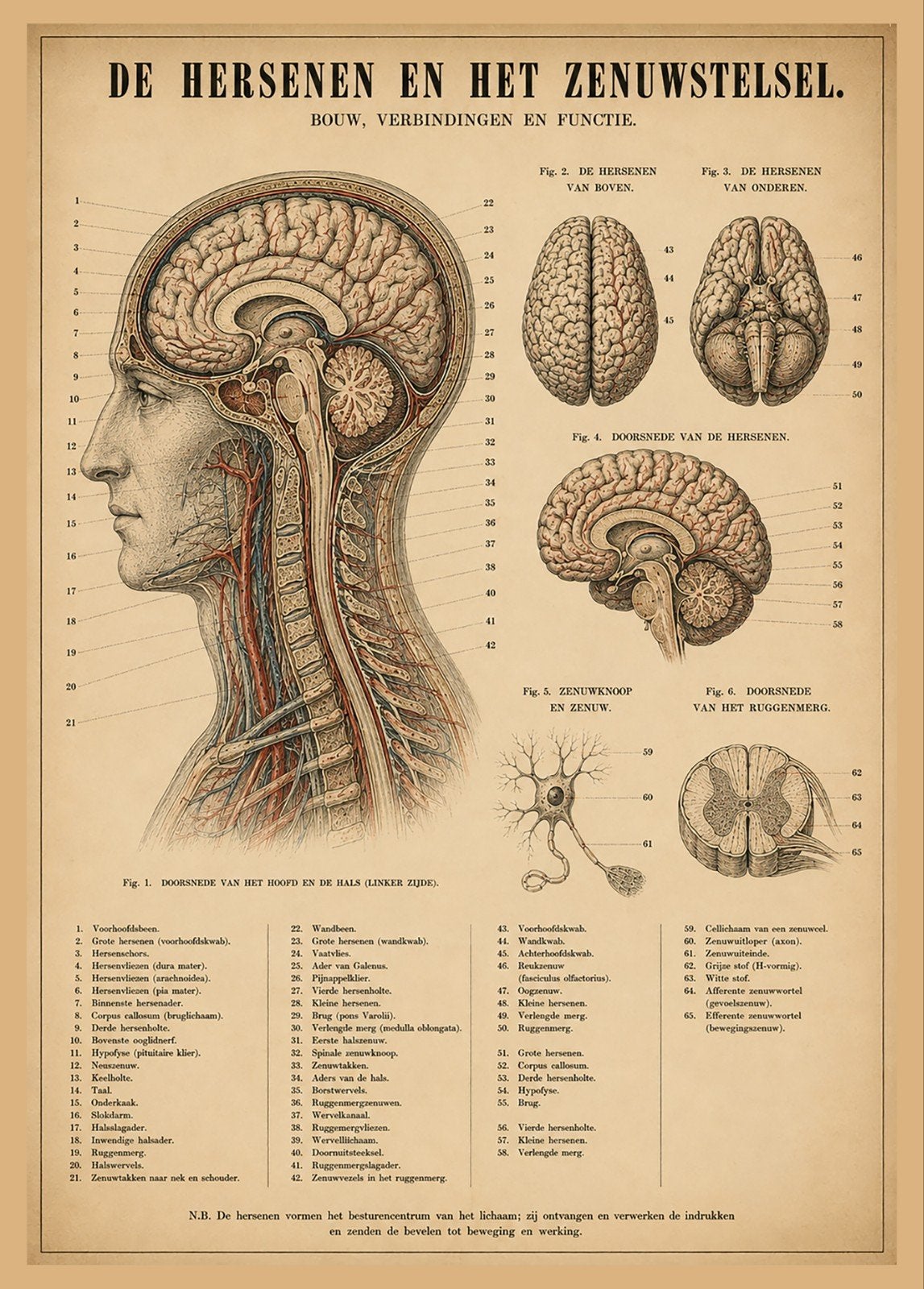 Vintage Anatomie Poster: Hersenen en Zenuwstelsel, Verzamelen, Posters, Ophalen of Verzenden, A1 t/m A3, Overige onderwerpen, Rechthoekig Staand