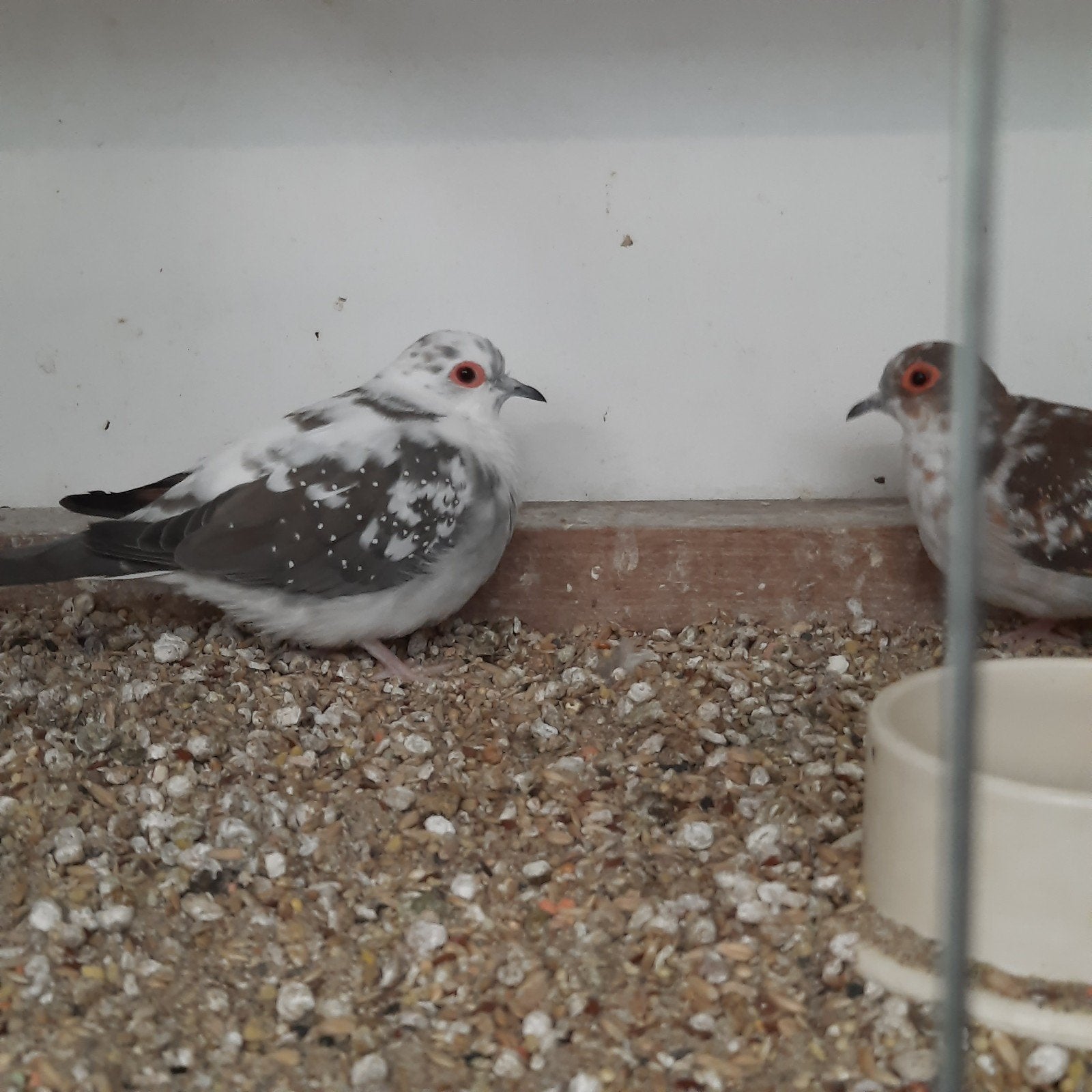 diamantduifjes, Vrouwelijk, Tropenvogel, Geringd