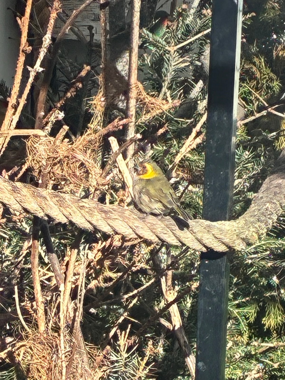 Cuba vink, Meerdere dieren, Tropenvogel