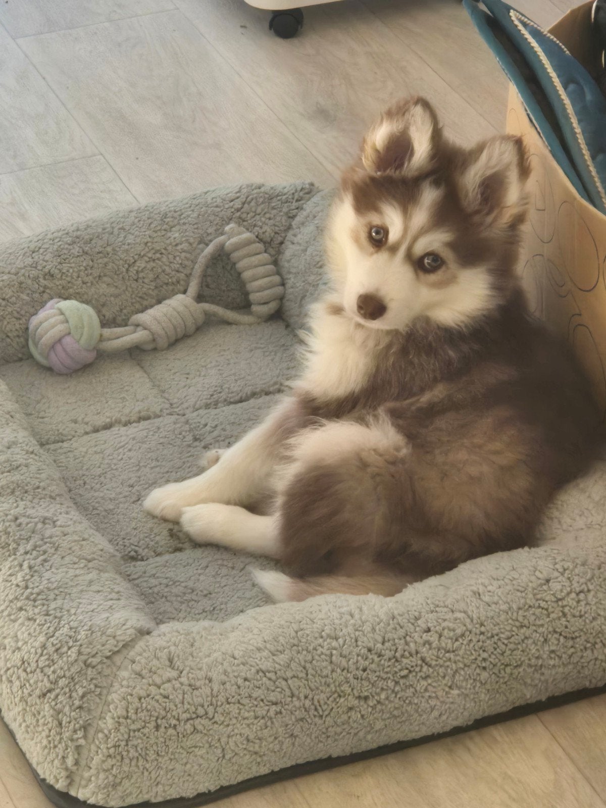 lieve pomsky/husky reu 10 weken., Particulier, Reu, Buitenland, Eén hond