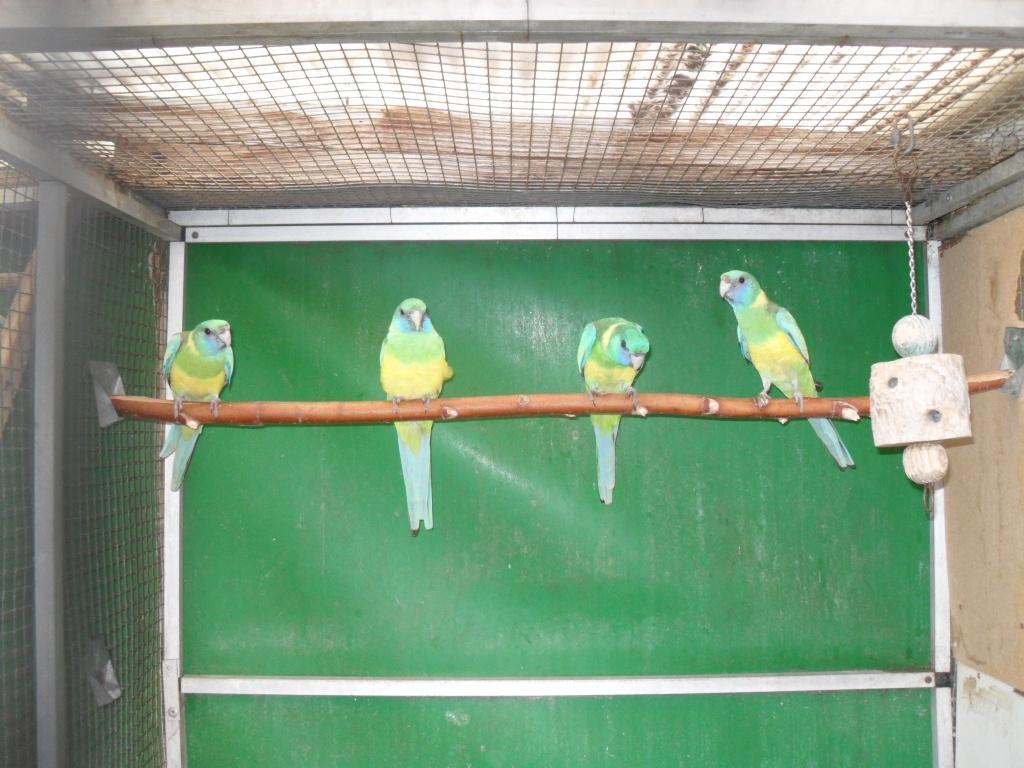 cloncurry's/ + div parkieten, Dieren en Toebehoren, Vogels | Parkieten en Papegaaien, Meerdere dieren, Parkiet, Geringd