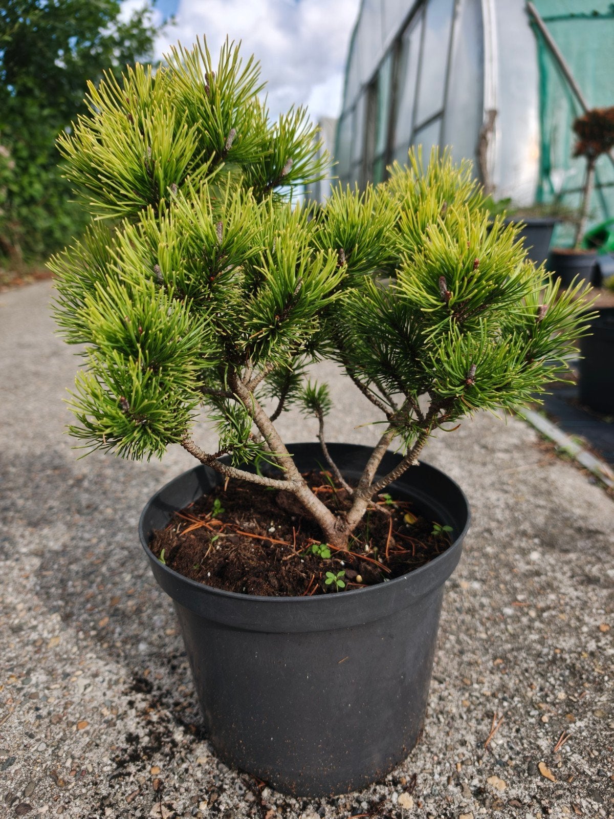 Dwergden (Pinus mugo) - Compacte en winterharde plant, Overige soorten, Volle zon, Vaste plant, Ophalen of Verzenden