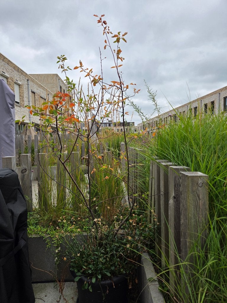 Drents Krentenboompje (in pot), Overige soorten, Lente, 100 tot 250 cm, Ophalen
