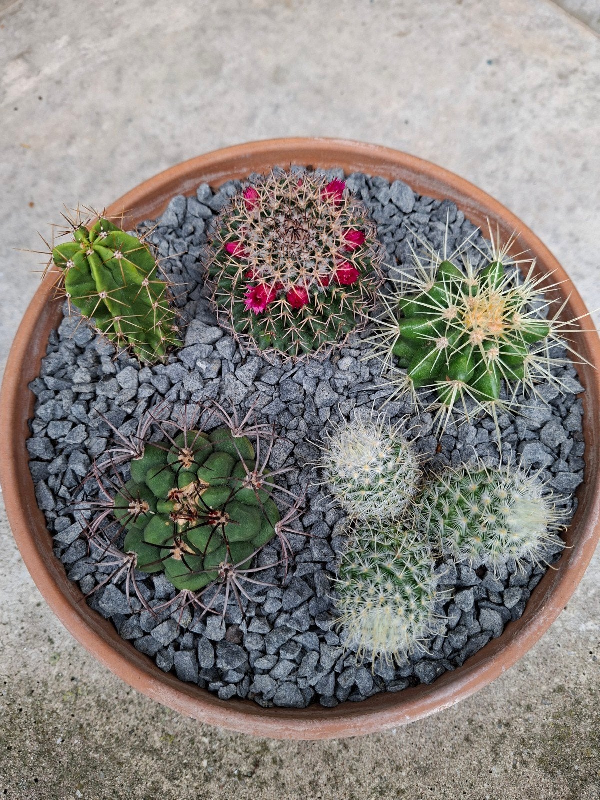 Terracotta schaal met vijf cactussen (Mammillaria in bloei)., Ophalen, Overige soorten, Volle zon
