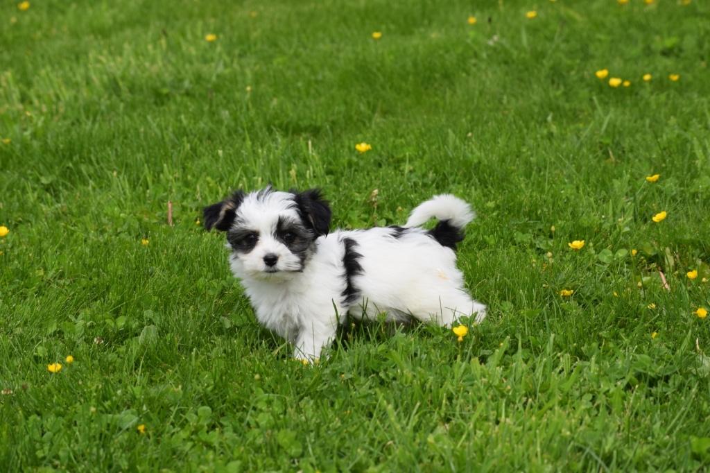 Biewer yorkshire terrier pup, Yorkshire Terriër, Nederland, 15 weken tot 1 jaar, Parvo