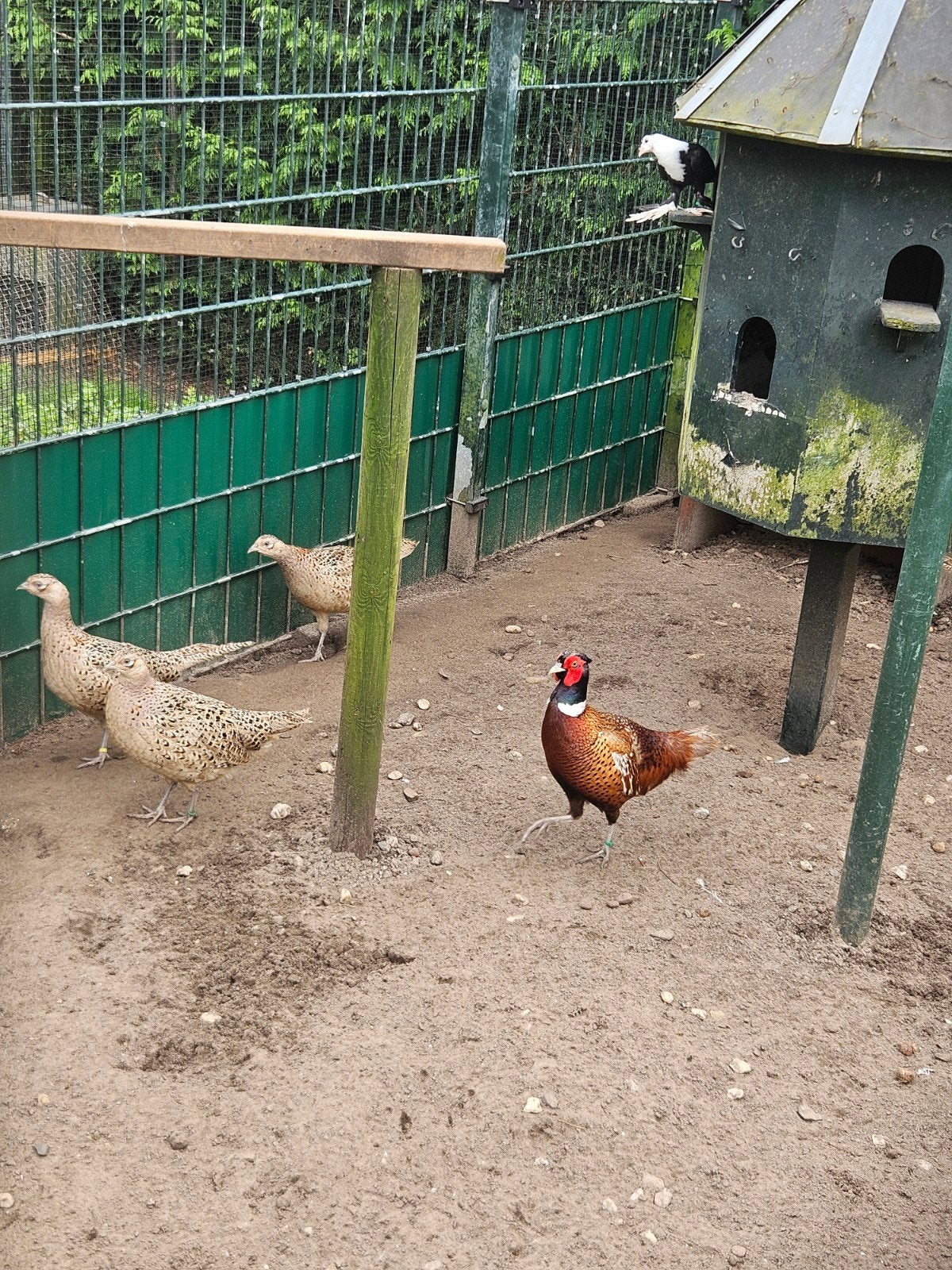 Broedeieren van bosfazanten, Dieren en Toebehoren, Pluimvee, Geslacht onbekend, Overige soorten