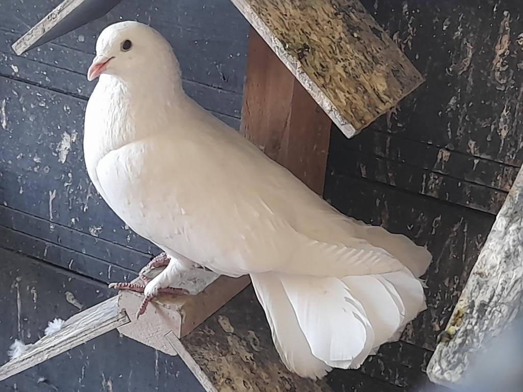 Pauwstaart doffer, Mannelijk, Overige soorten