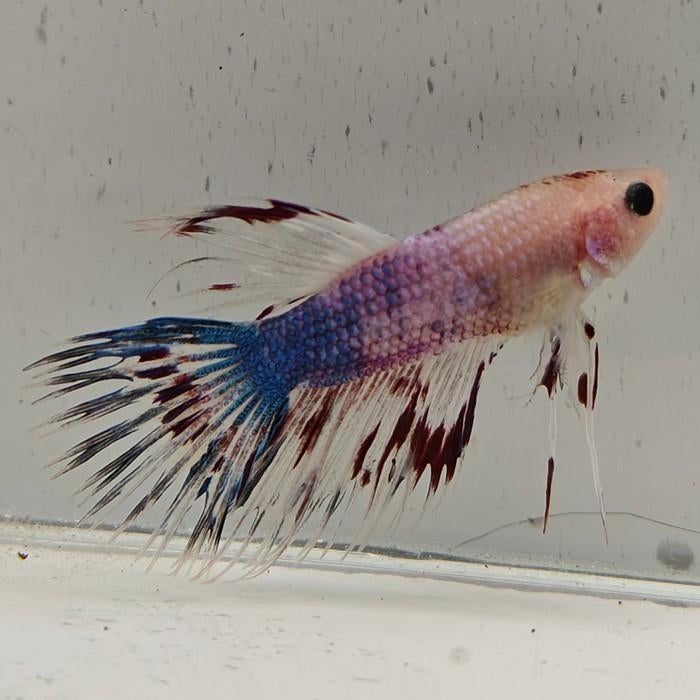Betta splendens man 60, Dieren en Toebehoren, Vis