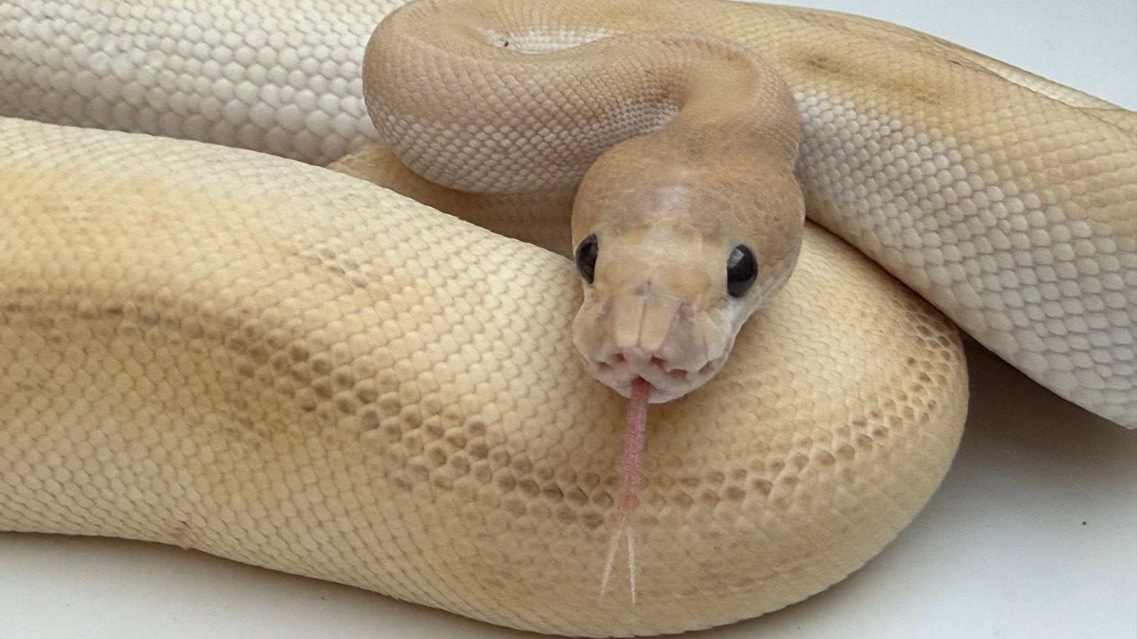 Champagne clown vrouw ball python Ball Python - female for sale from Morphisticated Ball Pythons