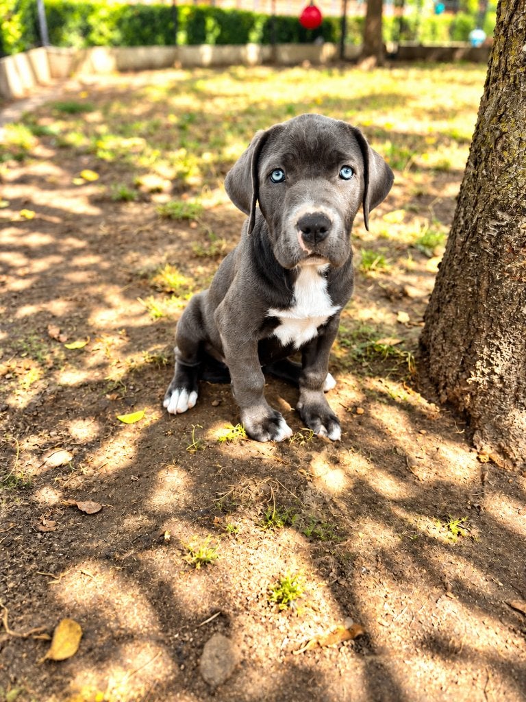 Prachtige cane corso pup zoekt baasje!!, Dieren en Toebehoren, België, 15 weken tot 1 jaar, CDV (hondenziekte), Teef