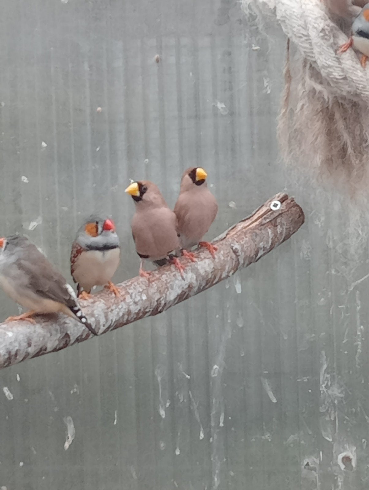 masker amadine, Dieren en Toebehoren, Vogels | Overige Vogels, Meerdere dieren