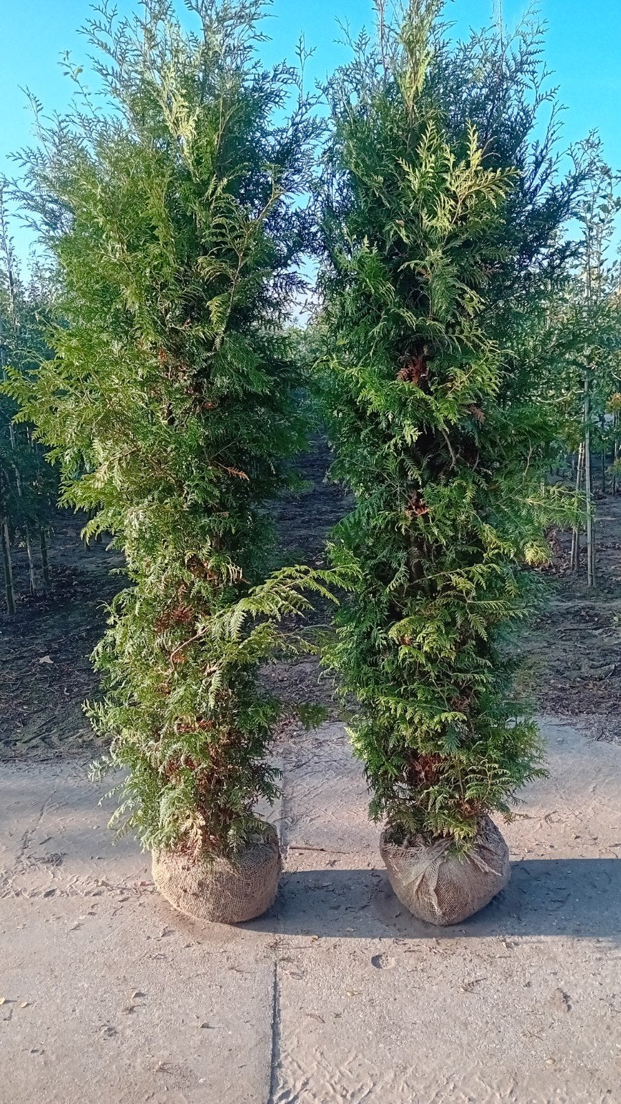 Thuja occ. Brabant partij opruiming 225-250 circa 100 stuks, Ophalen, Conifeer, 100 tot 250 cm