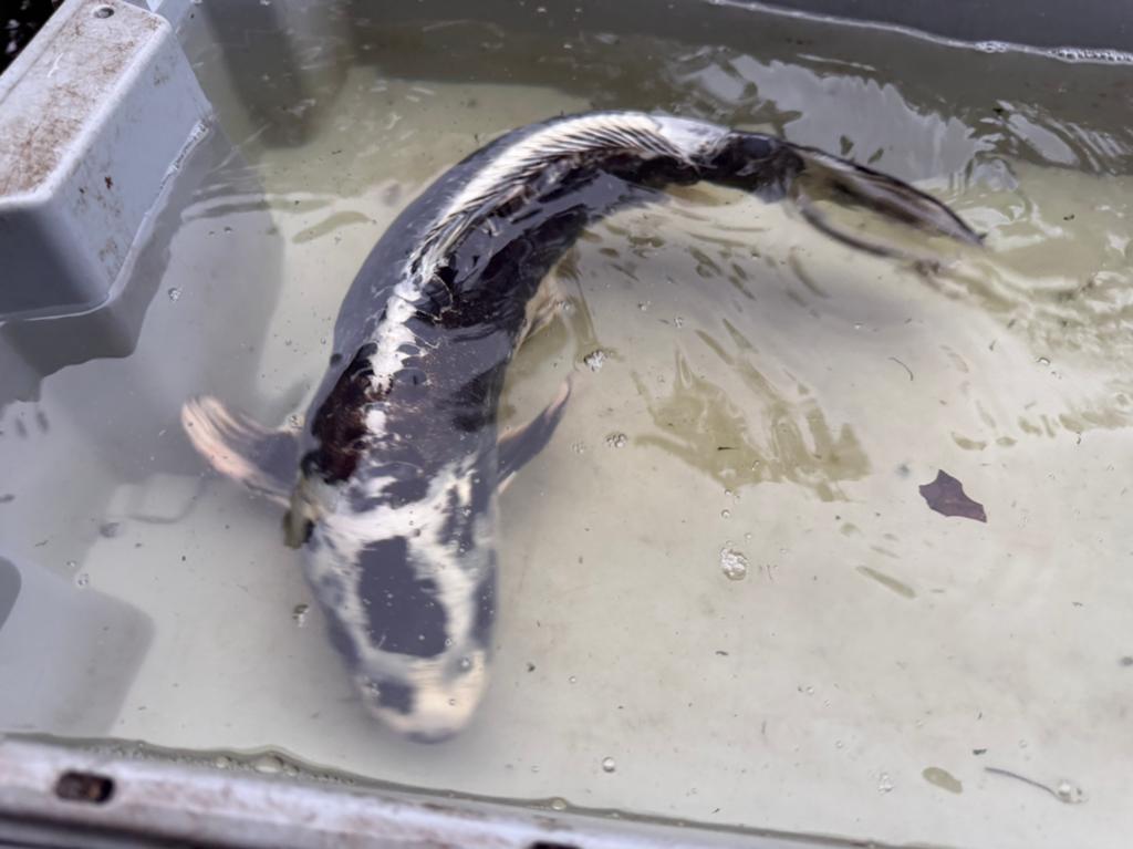 Koi kapper, Karper of Koi