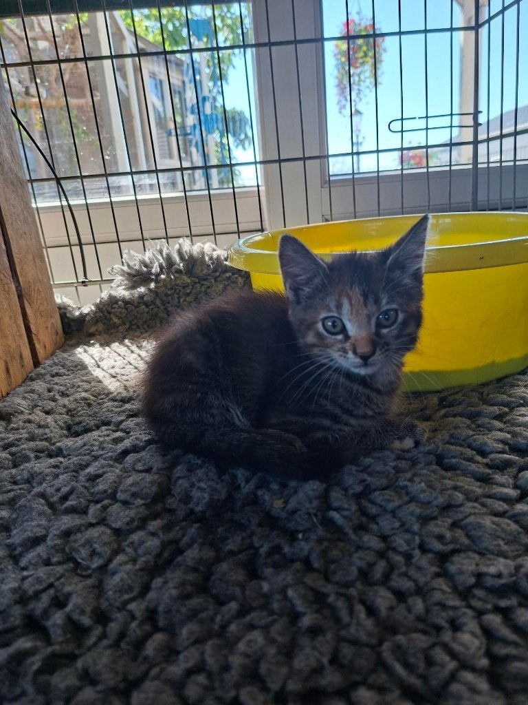 Kittens, Meerdere dieren, Kortharig, 0 tot 2 jaar