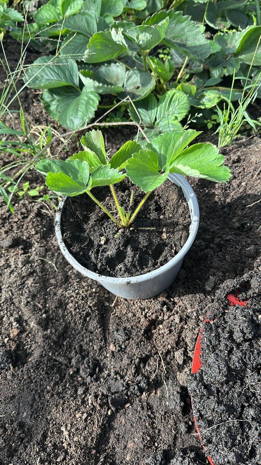 Verse Aardbei Stek - Eigen Kweek, Ophalen, Vaste plant, Fruitplanten, Volle zon