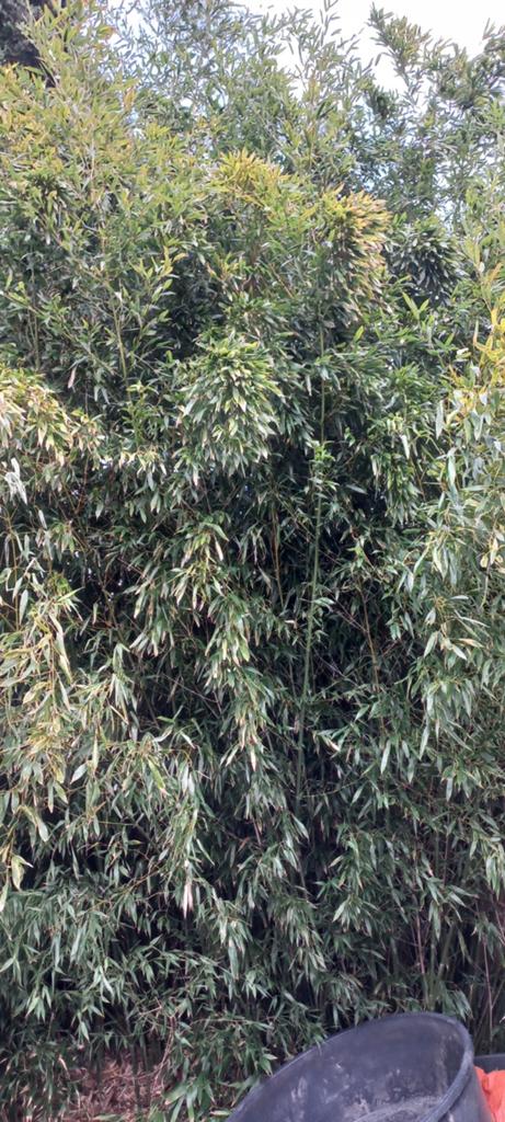 Bamboe, Tuin en Terras, Planten | Struiken en Hagen, Struik, Bamboe, 250 cm of meer, Ophalen