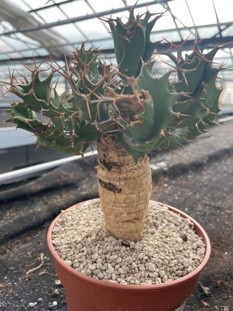 Caudex plant Euphorbia Tortirama zelden aangeboden., Overige soorten, In pot, Minder dan 100 cm, Bloeiende kamerplant