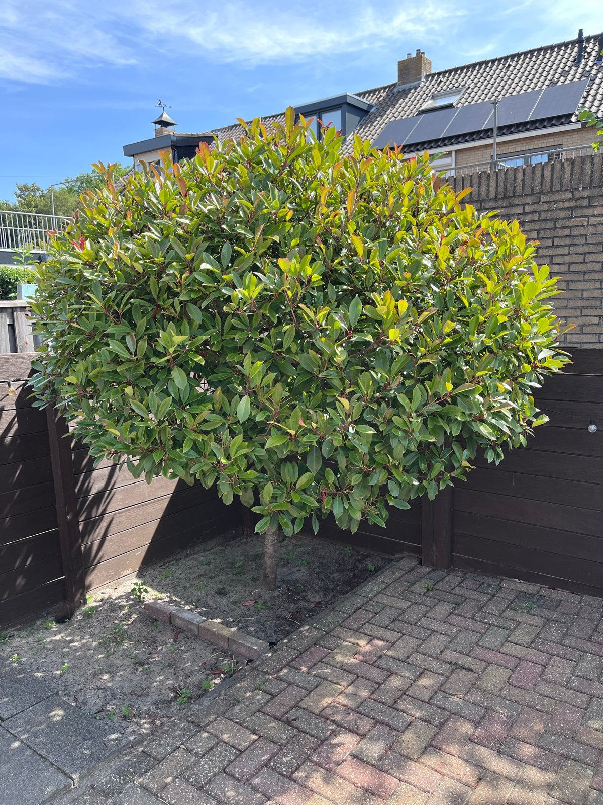 Photinia fraseri Red Robin boom - Glansmispel, Tuin en Terras, Planten | Bomen, Overige soorten, Lente, 100 tot 250 cm, Ophalen
