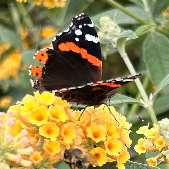 Vlinderstruik Geel Buddleja x Weyeriana ‘Sungold’, Ophalen of Verzenden, Overige soorten, Volle zon