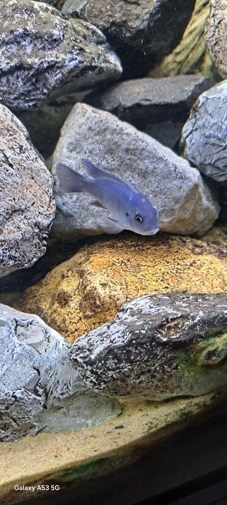 Gezocht Zou graag wel 2x  blue zebra willen hebben, Dieren en Toebehoren