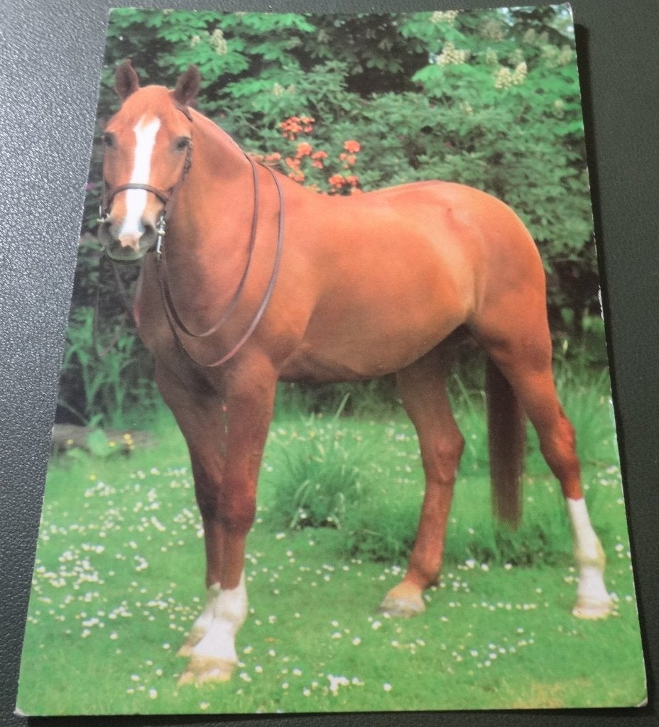 Paarden - Stevige Witvoet, Verzenden, 1980 tot heden, Ongelopen, Paard