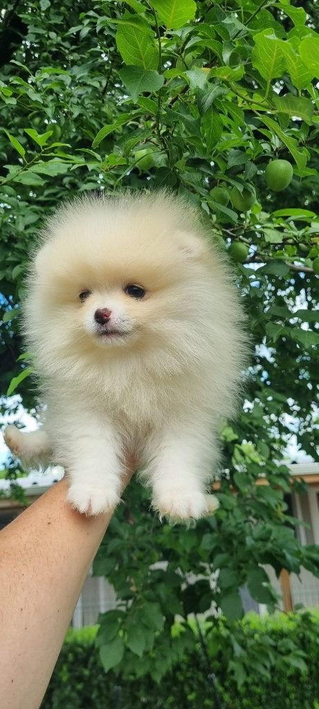 Pomeriaan pup, Particulier, Keeshond, 8 tot 15 weken, Buitenland