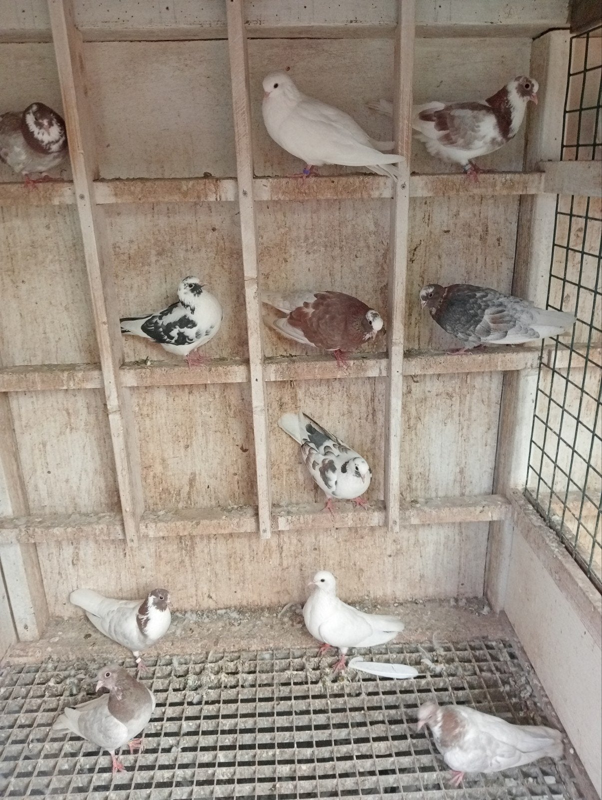 kumrus/Fluitduiven, Meerdere dieren, Overige soorten