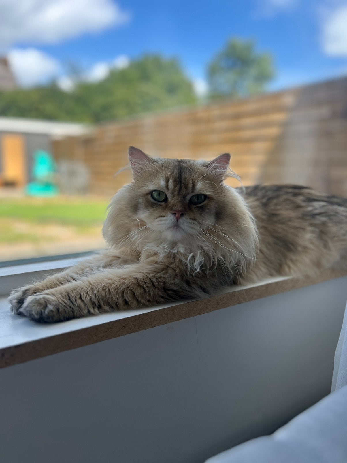 Brits langhaar dekkater (dekking ), 0 tot 2 jaar