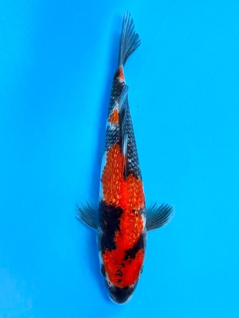 Japanse Koi – Marushi | Ginrin Showa | Incl Certificaat, Karper of Koi